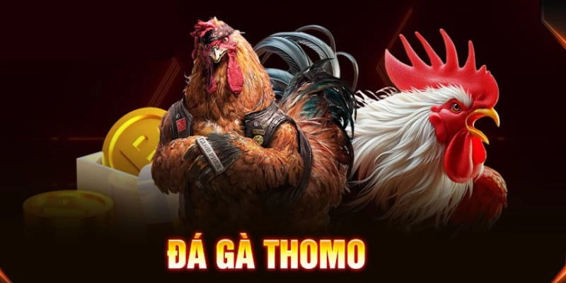Đá gà Thomo – sức hút mạnh mẽ không thể bỏ qua