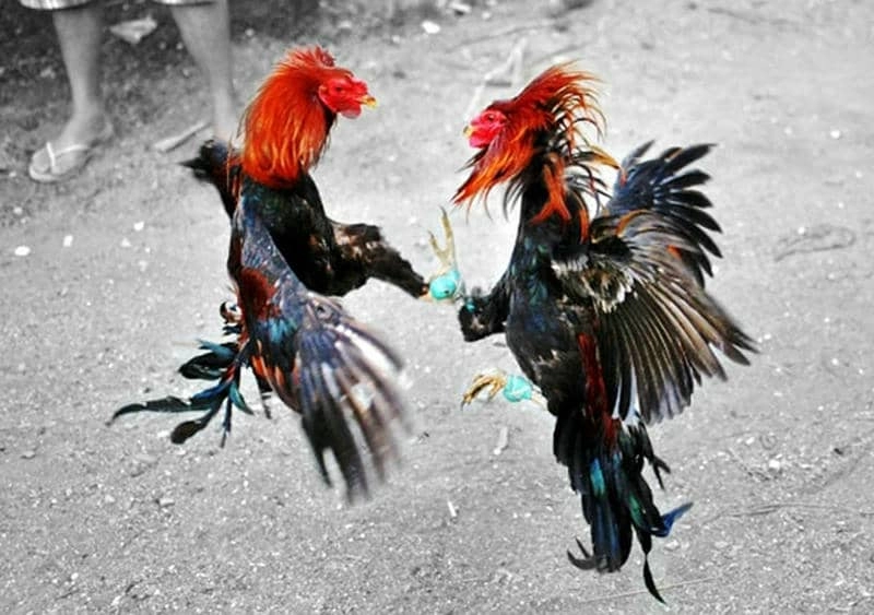 Sân chơi đá gà 69VN thu hút hàng nghìn người mỗi ngày