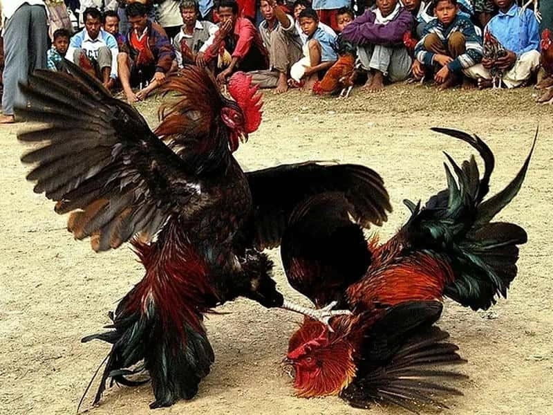 Cá cược đá gà tại 69VN: Linh hoạt, minh bạch, hiệu quả
