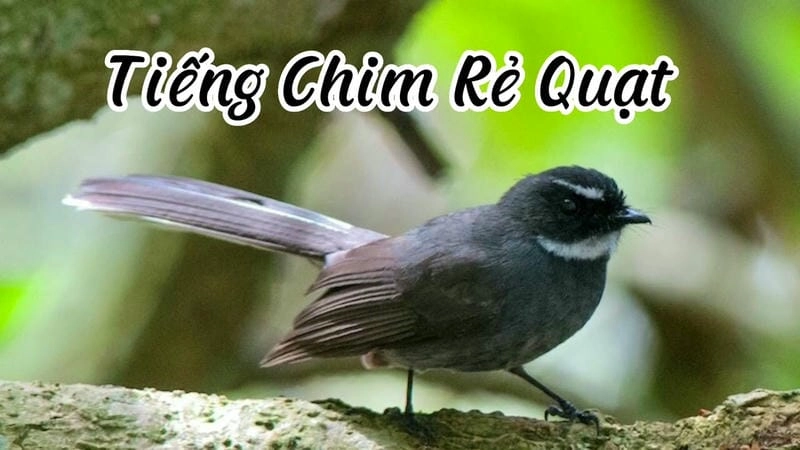 Giọng hót mê hoặc: Âm điệu đa dạng khiến người nghe say