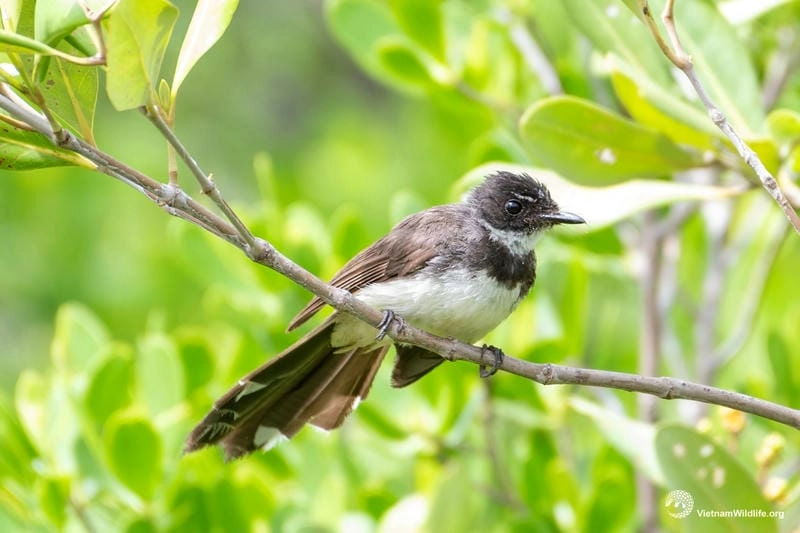 Ngoại hình duyên dáng: Đuôi quạt độc lạ làm nên thương hiệu
