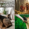 Expert training tips for anxious rescue dogs to build lasting confidence