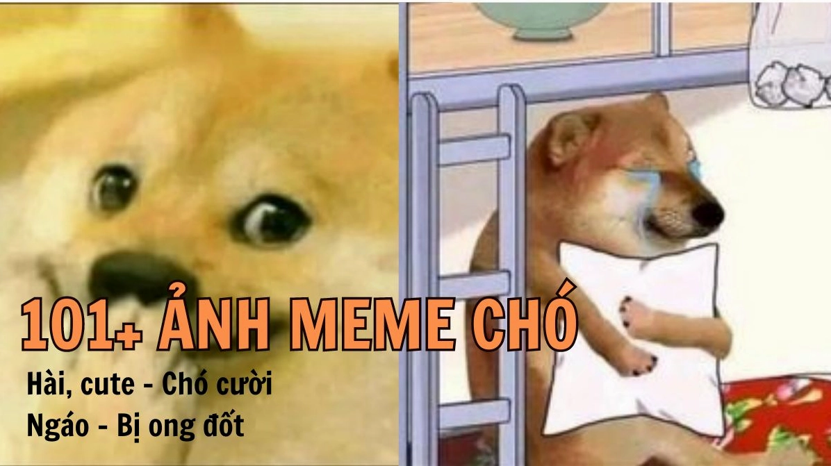 164+ Ảnh Chó Meme Cười Rụng Rốn Bạn Phải Xem Ngay