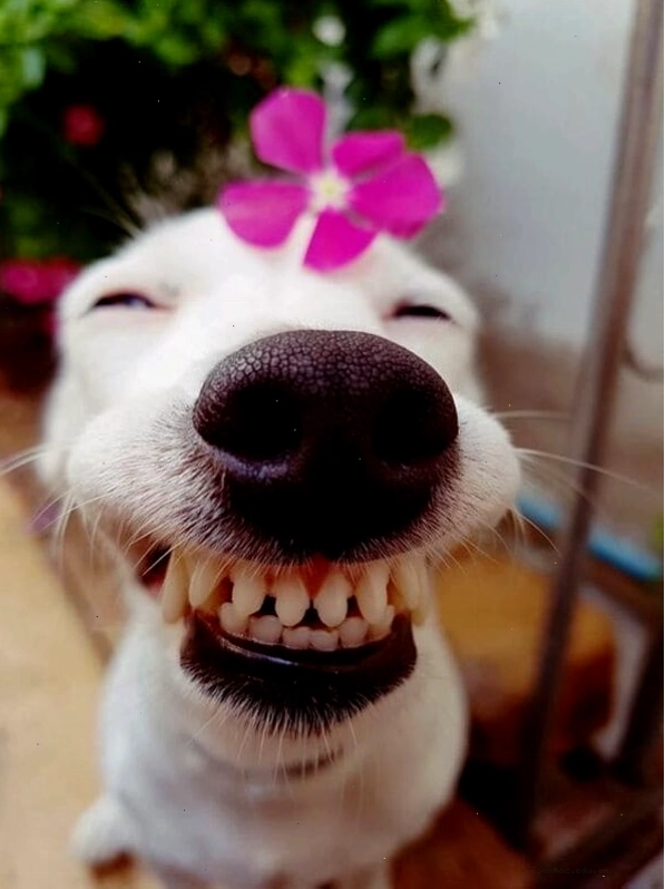 Ảnh chế chó mèo cùng nhau tạo dáng hài hước