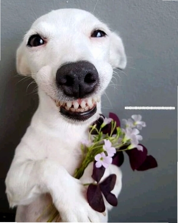 Ảnh chế lão Hạc và cậu Vàng phiên bản meme