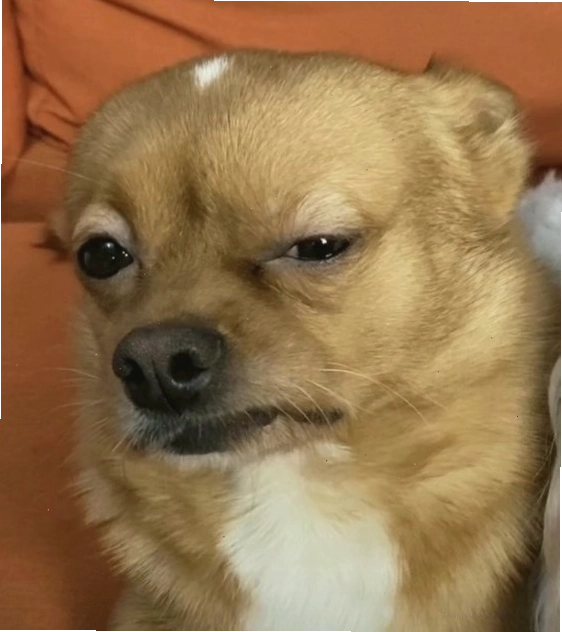 Ảnh chế meme với biểu cảm độc đáo