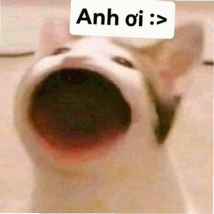 Ảnh chế mèo há miệng với ánh mắt lém lỉnh