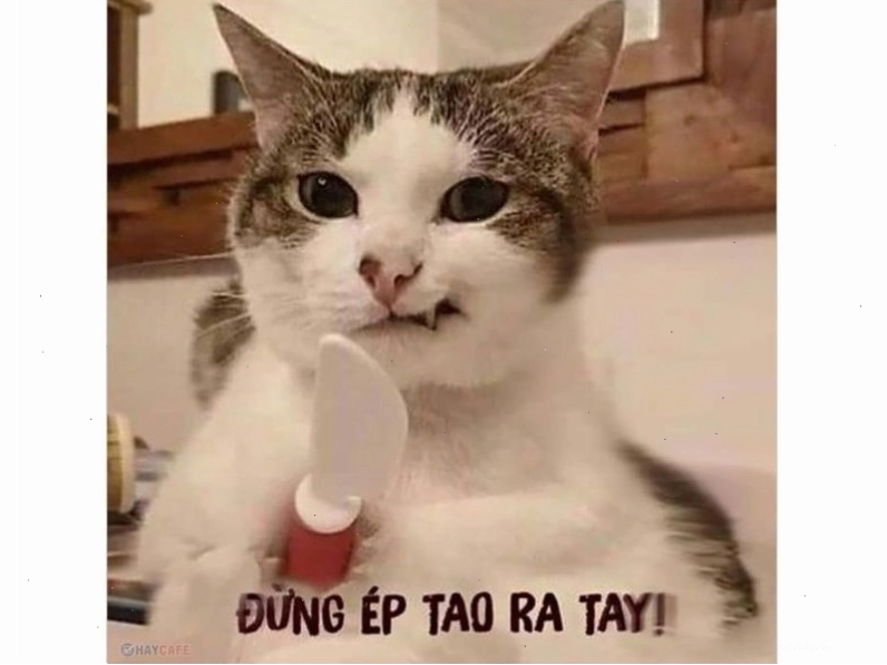 Ảnh chế mèo ngủ say giữa đống đồ đạc