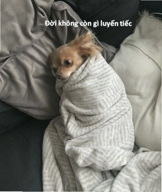 Ảnh meme chó bất lực với ánh mắt buồn