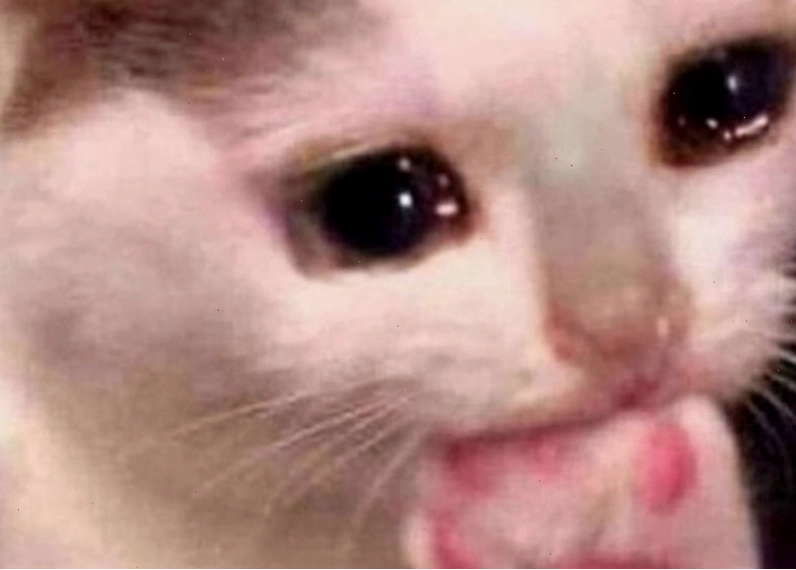 Ảnh meme động vật khóc biểu cảm hài hước