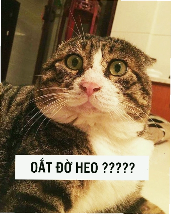Ảnh meme mèo cute biểu cảm đáng yêu