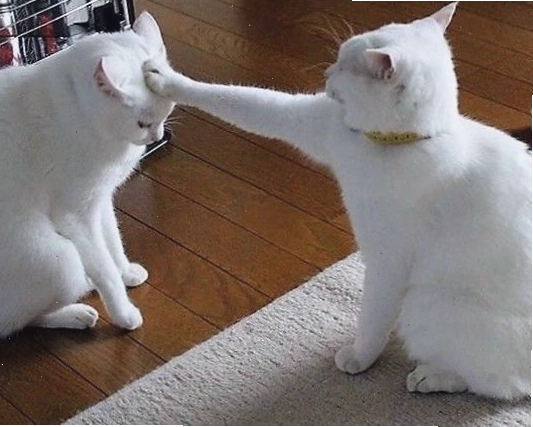 Ảnh meme mèo hài hước
