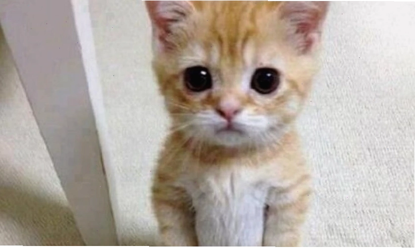Ảnh meme mèo hài hước với hành động bất ngờ