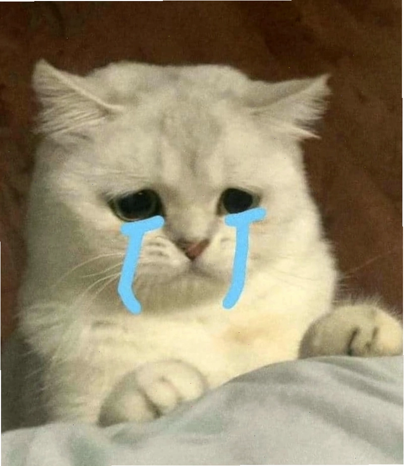 Ảnh meme mèo khóc với biểu cảm đáng yêu