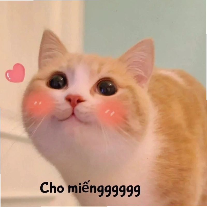 Ảnh mèo cười cute đáng yêu nhìn là muốn ôm