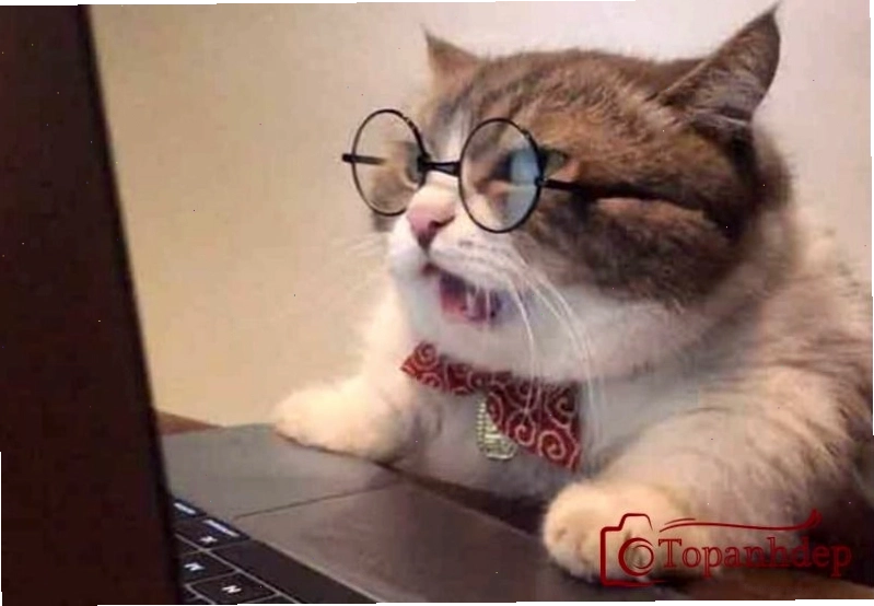 Ảnh mèo hài hước cute với biểu cảm khó đỡ