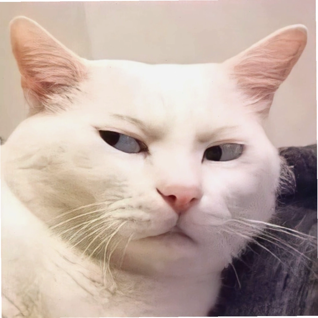 Ảnh mèo meme cầm dao với vẻ mặt ngầu