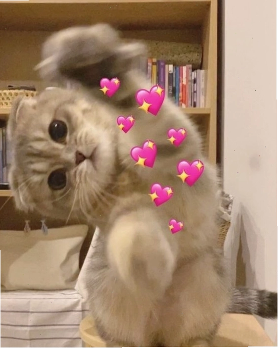 Ảnh mèo meme đáng yêu với bộ lông mềm mại