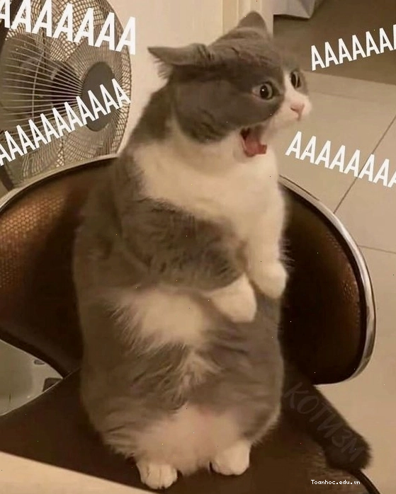 Ảnh mèo meme giận dỗi dễ thương