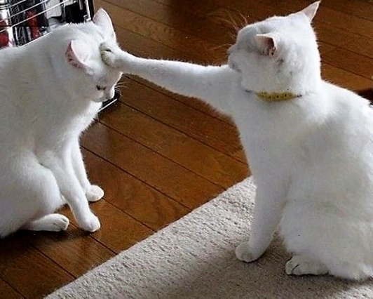 Ảnh mèo meme hài hước với biểu cảm ngộ nghĩnh