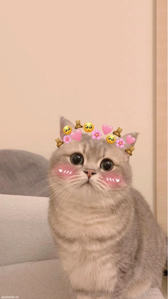 Ảnh mèo meme nằm dài thư giãn