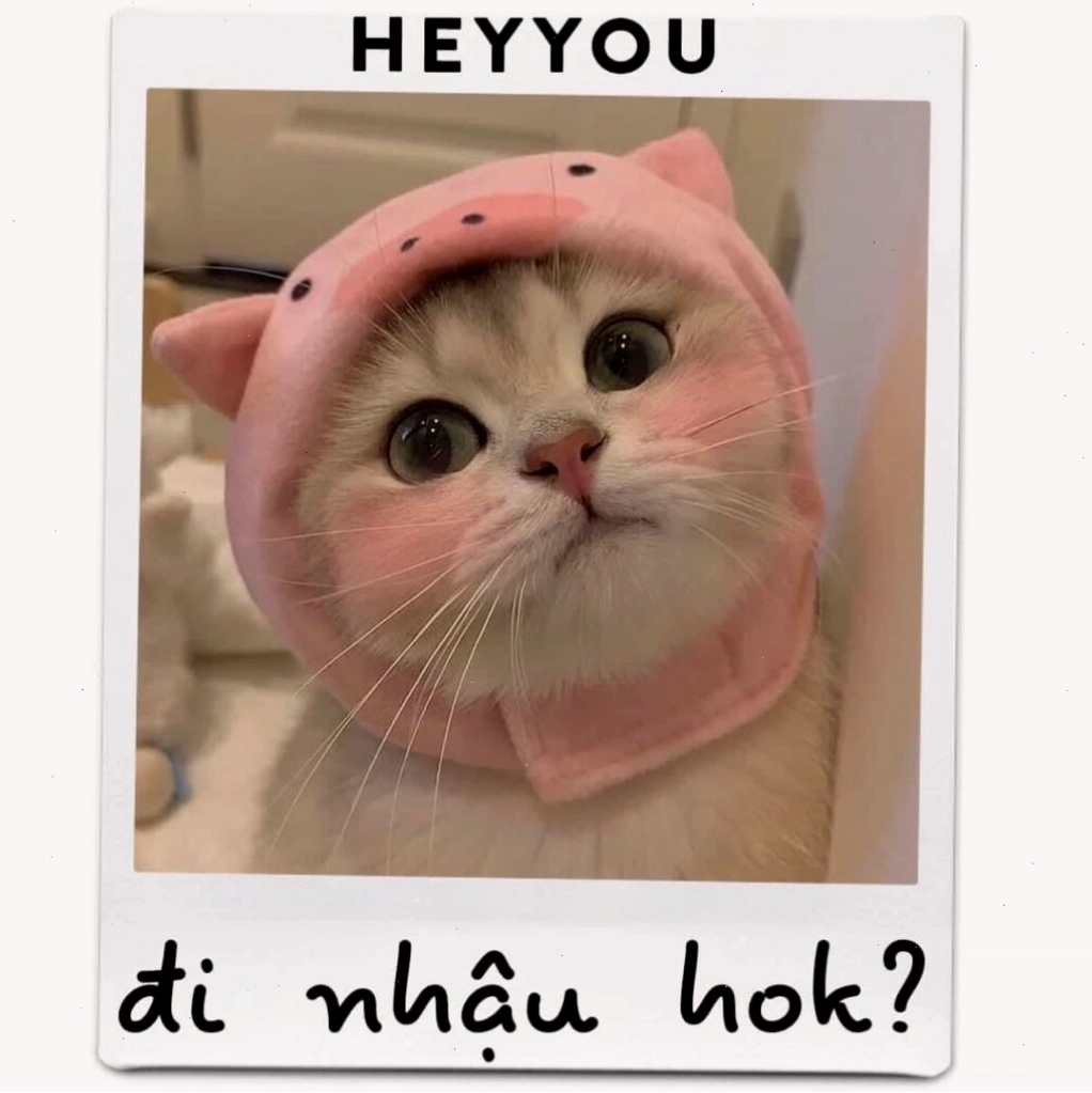 Ảnh mèo meme với biểu cảm tò mò