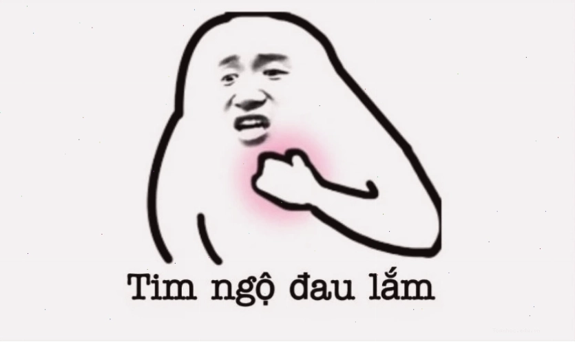 Avatar meme mèo biểu cảm hài hước và lầy lội