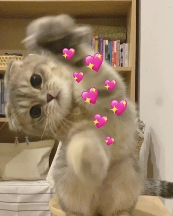 Avatar mèo meme đang chơi đùa tinh nghịch