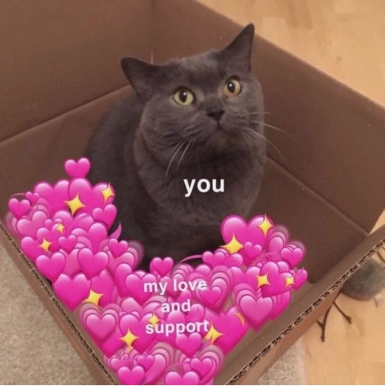 Avatar mèo meme dễ thương với đôi mắt to tròn
