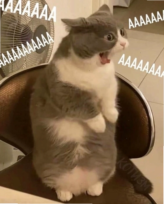 Avatar mèo meme tết với biểu cảm "gian xảo"