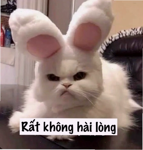 Avatar mèo meme tết với phong thái "sang chảnh"