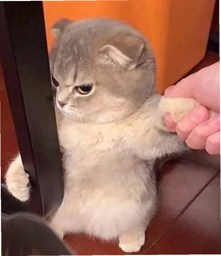Avatar mèo meme tết với trang phục "độc đáo"