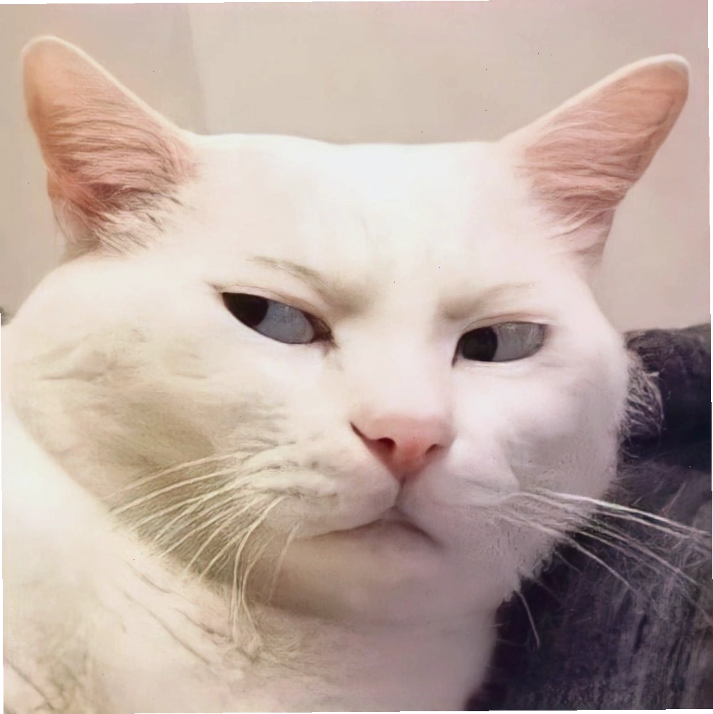 Avatar mèo meme với ánh mắt "khinh bỉ"