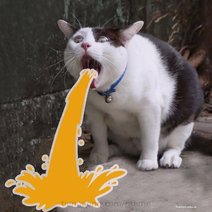 Avatar mèo meme với biểu cảm "khó đỡ"