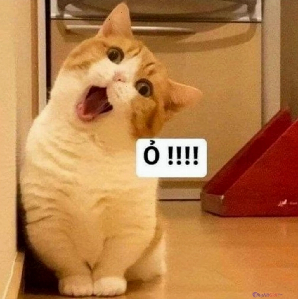 Avatar mèo meme với biểu cảm "ngơ ngác"
