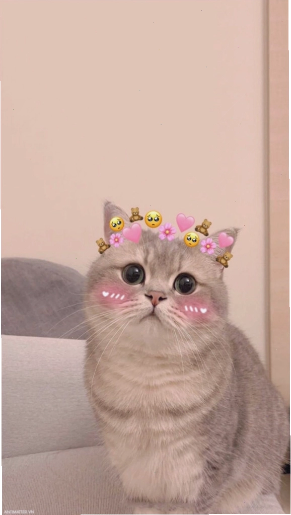 Avatar mèo meme với dáng vẻ ngây thơ