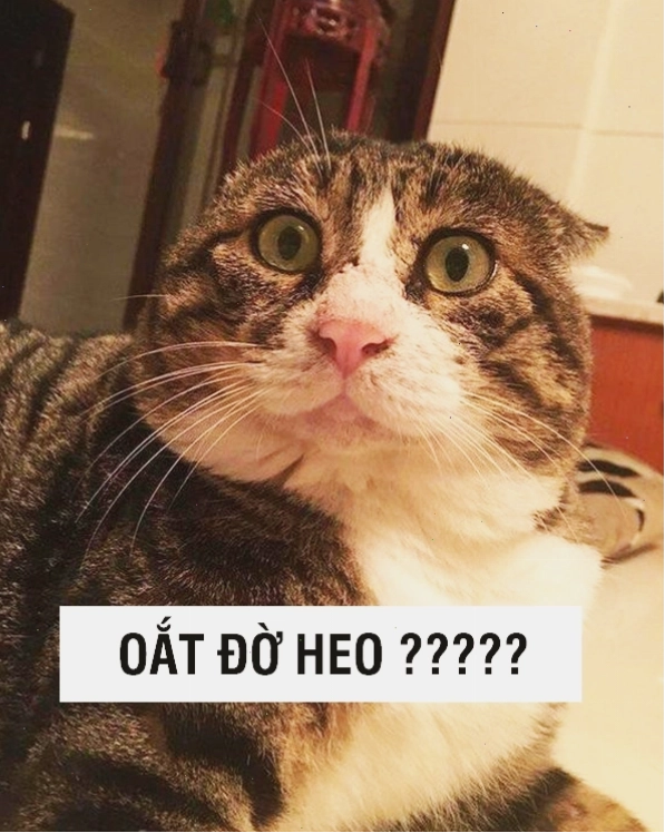 Avatar mèo meme với khuôn mặt biểu cảm độc đáo