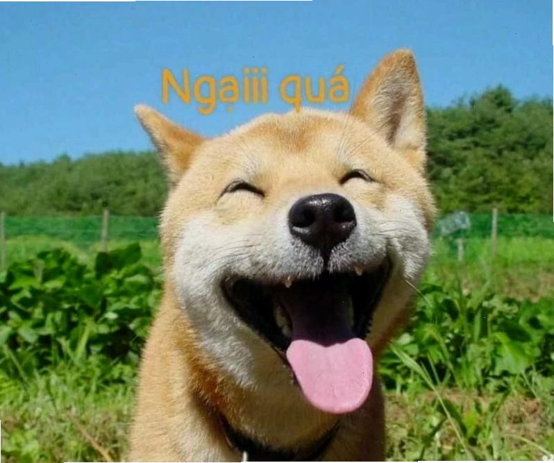 Biểu cảm hài hước của một chú chó trong meme ngầu