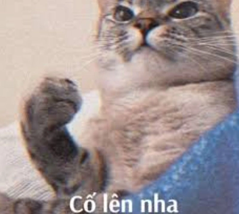 Bộ Sưu Tập 99+ Ảnh Cố Lên Meme Hài Hước Đáng Yêu Nhất 2026