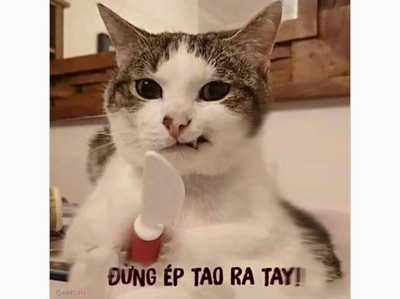 BST Meme Hài Hước "Cười Ra Nước Mắt" Cập Nhật 2026