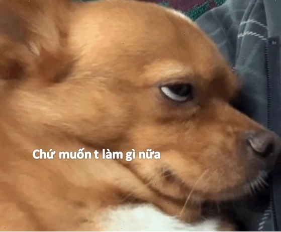 Chó bất lực meme với dáng vẻ tội nghiệp