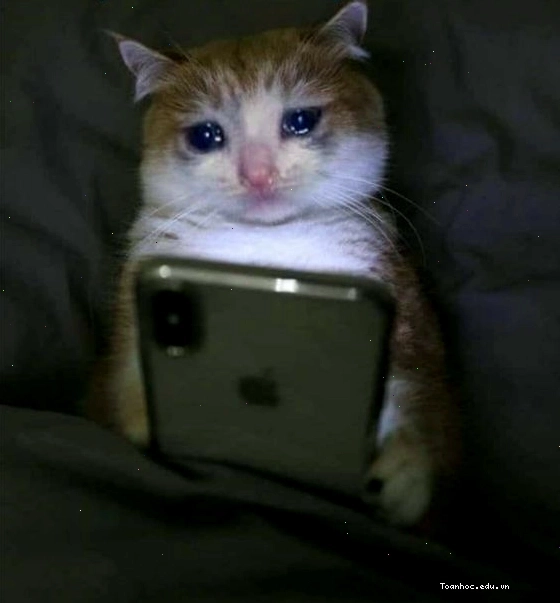 Chú mèo meme đang giả vờ khóc