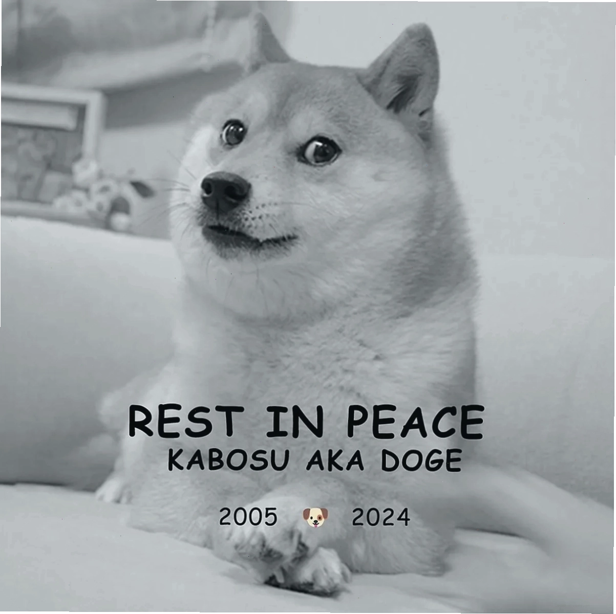 Hình ảnh chú chó Doge meme nổi tiếng với biểu cảm mắt nhìn nghiêng đặc trưng