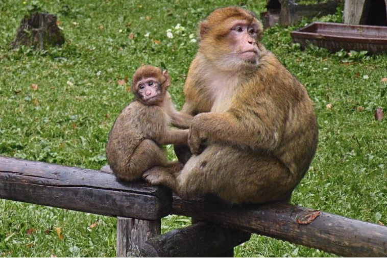 Hình ảnh chú khỉ Barbary Macaque với biểu cảm đa dạng