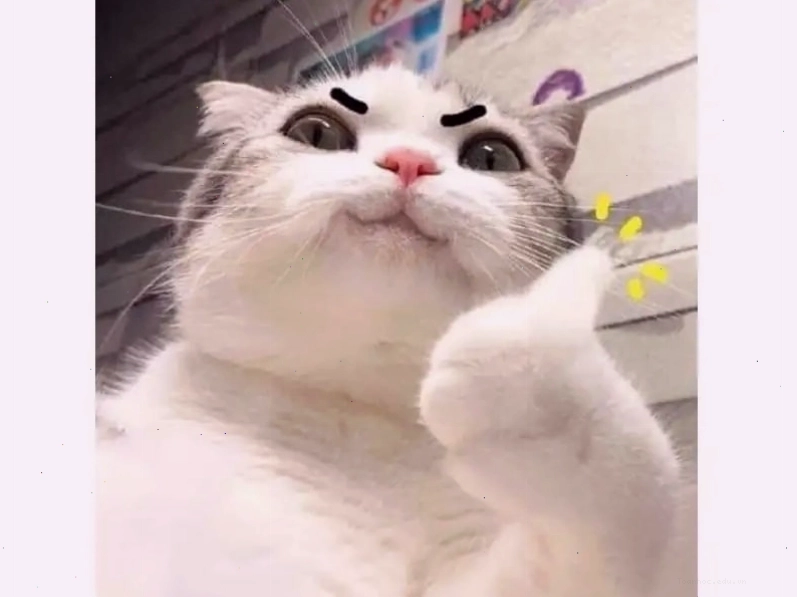 Hình ảnh meme mèo thể hiện nhiều cung bậc cảm xúc