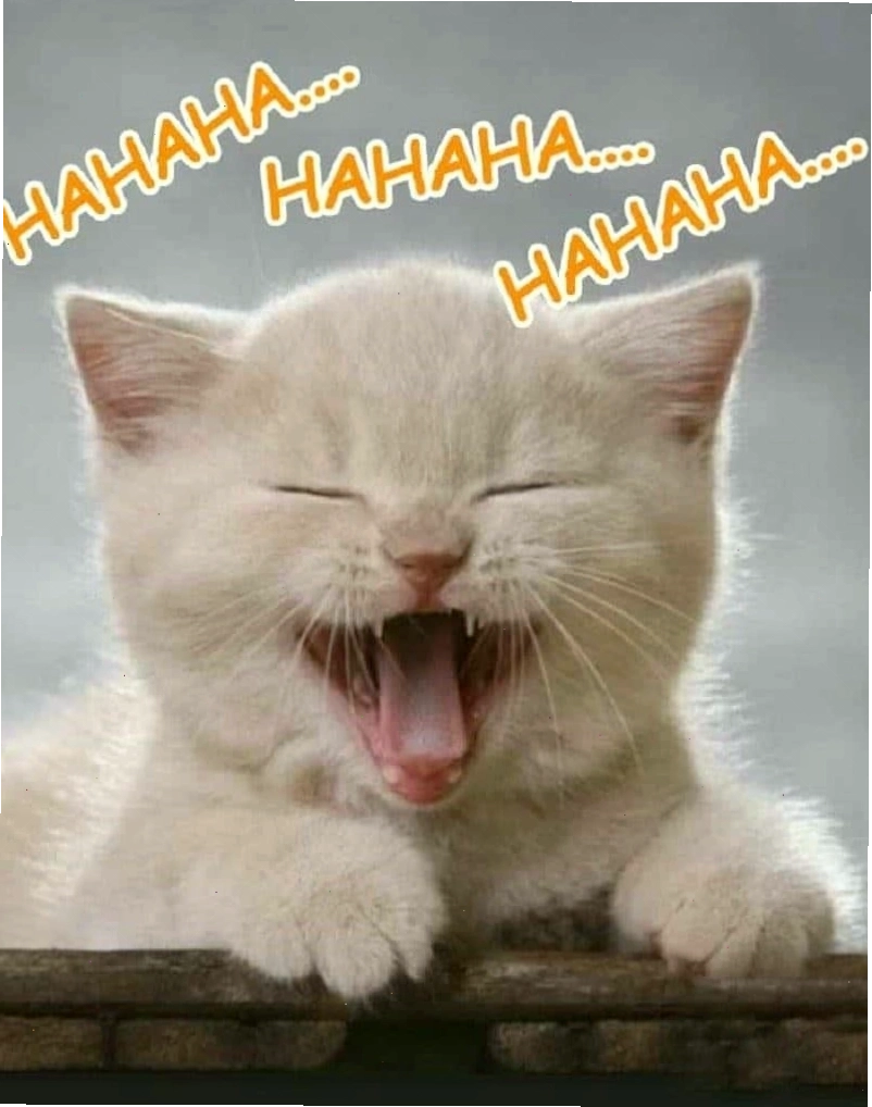 Hình ảnh mèo cười cute đáng yêu với bộ lông mượt mà