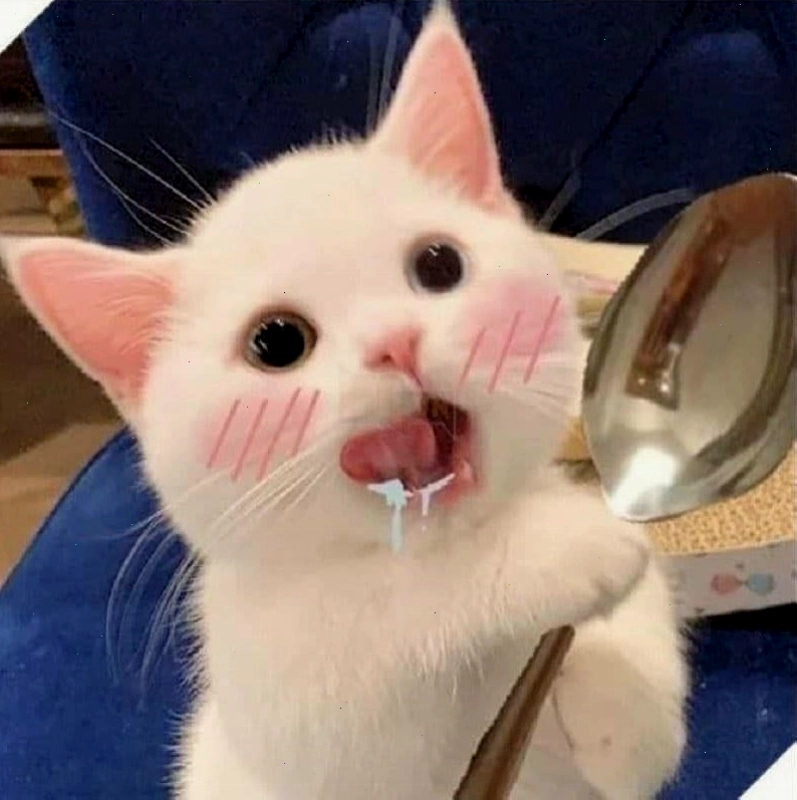 Hình ảnh mèo cười cute đòi ăn với vẻ mặt nhí nhảnh