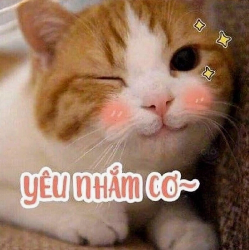Hình ảnh mèo cười cute với đôi mắt long lanh
