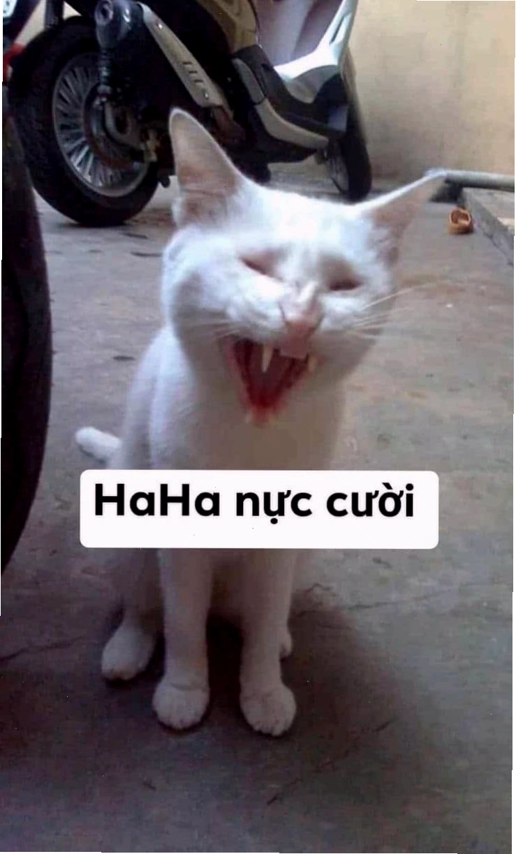 Hình ảnh mèo cười hài hước với những biểu cảm độc đáo