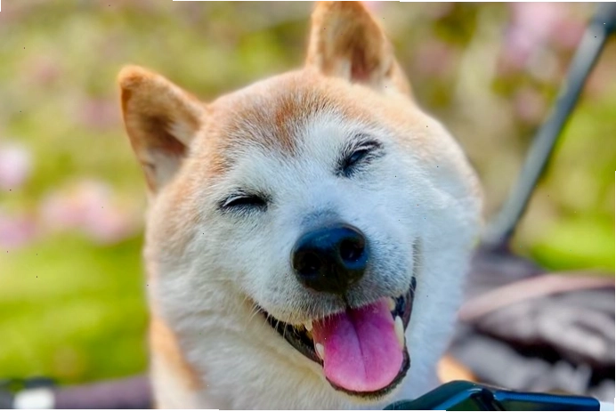 Hình ảnh tưởng niệm chú chó Kabosu, ngôi sao của Doge meme